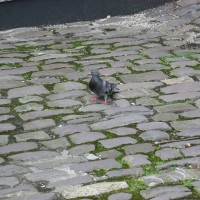 Feral Pigeon